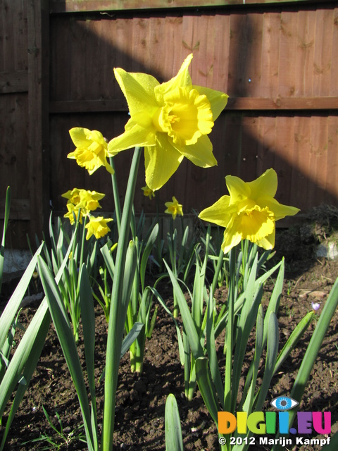 SX21562 Daffodils in back garden